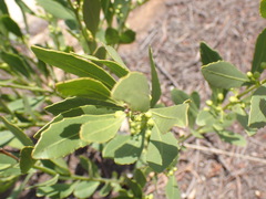 Salacia rehmannii