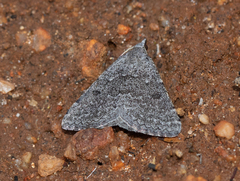 Dichromodes indicataria