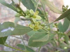 Salacia rehmannii