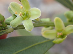 Salacia rehmannii
