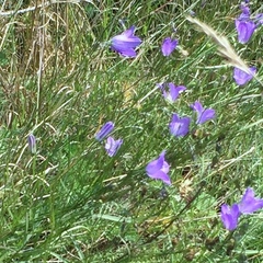 Campanula petiolata