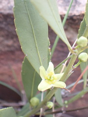 Salacia rehmannii