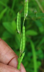 Alysicarpus ovalifolius