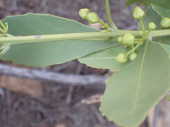 Salacia rehmannii