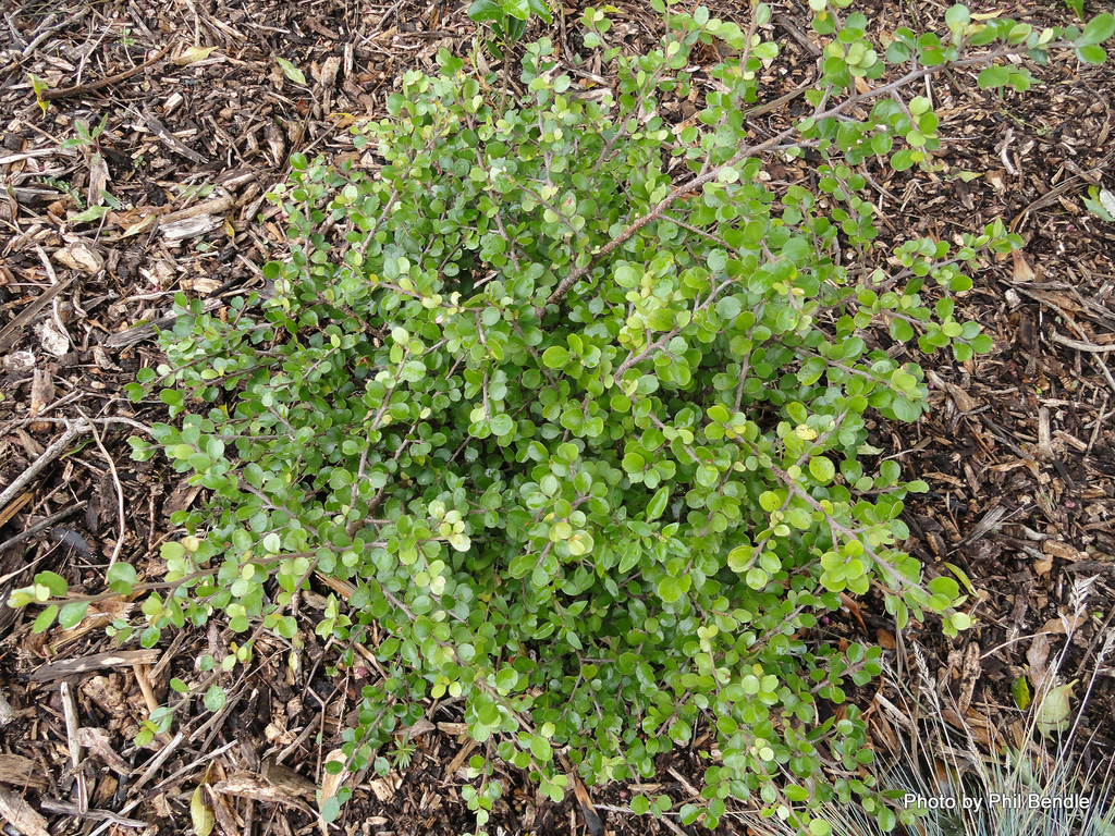 Myrsine aquilonia