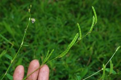 Alysicarpus ovalifolius
