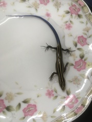 Plestiodon stimpsonii