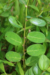 Alysicarpus ovalifolius