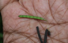 Alysicarpus ovalifolius