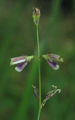 Alysicarpus ovalifolius