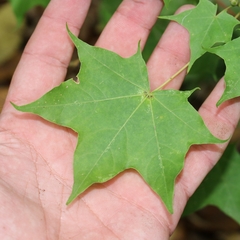 Acer laetum