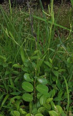 Alysicarpus ovalifolius