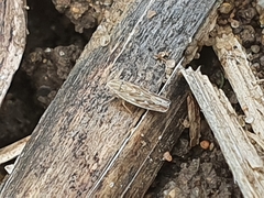Psammotettix alienus