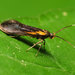 Newman's Mathildana Moth - Photo (c) Katja Schulz, some rights reserved (CC BY)