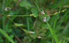 Alysicarpus ovalifolius
