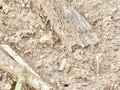 Psammotettix alienus