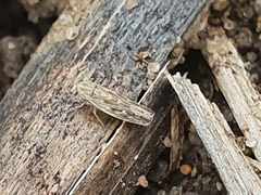 Psammotettix alienus