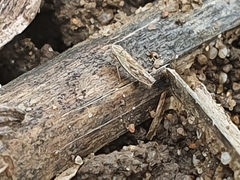 Psammotettix alienus