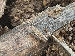 Psammotettix alienus