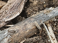 Psammotettix alienus