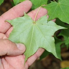 Acer laetum