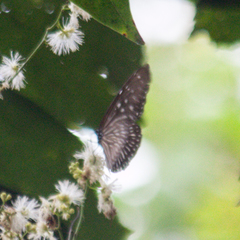 Euploea mulciber mulciber