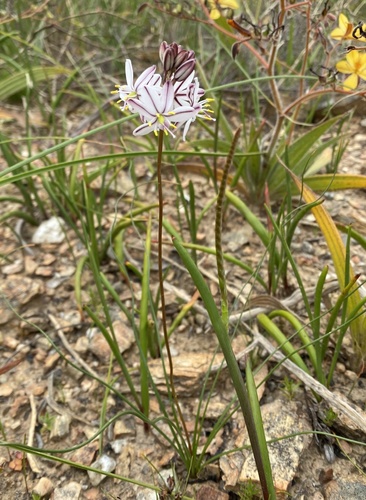 Drimia exuviata