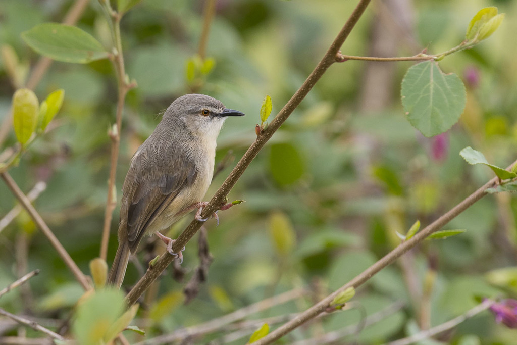 Tawny-flanked Prinia From Sunbird Lodge Elementaita, Kenya On July 26 