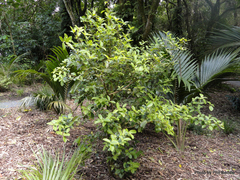 Myrsine chathamica