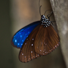 Euploea mulciber mulciber