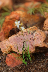 Chlorophytum fasciculatum
