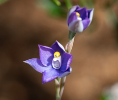 Thelymitra granitora
