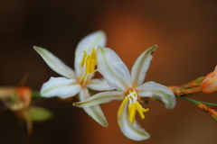 Chlorophytum fasciculatum