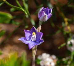 Thelymitra granitora