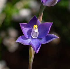 Thelymitra granitora