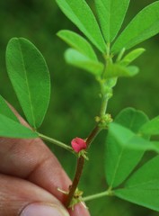Indigofera glandulosa
