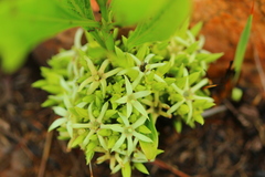 Pygmaeothamnus zeyheri