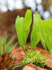 Pygmaeothamnus zeyheri