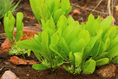 Pygmaeothamnus zeyheri