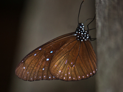 Euploea mulciber mulciber