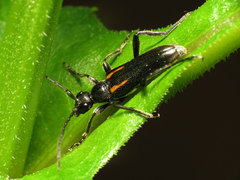 Strangalepta abbreviata