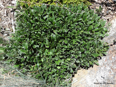 Myosotis lytteltonensis