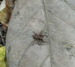 Plexippus paykulli