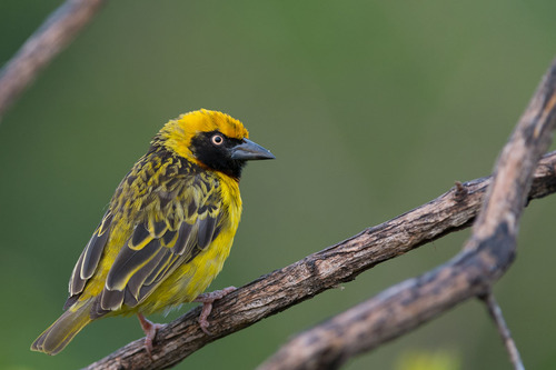 Speke's Weaver