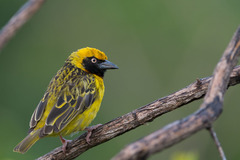 Speke's Weaver photo 1