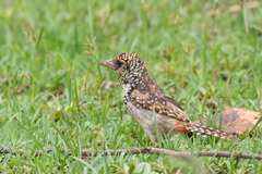 Trachyphonus darnaudii