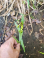 Murdannia keisak