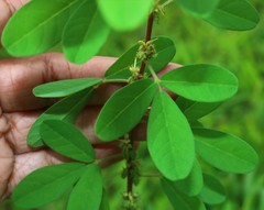 Indigofera glandulosa
