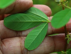 Indigofera glandulosa