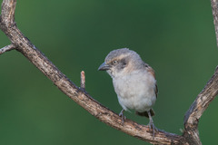 Passer rufocinctus